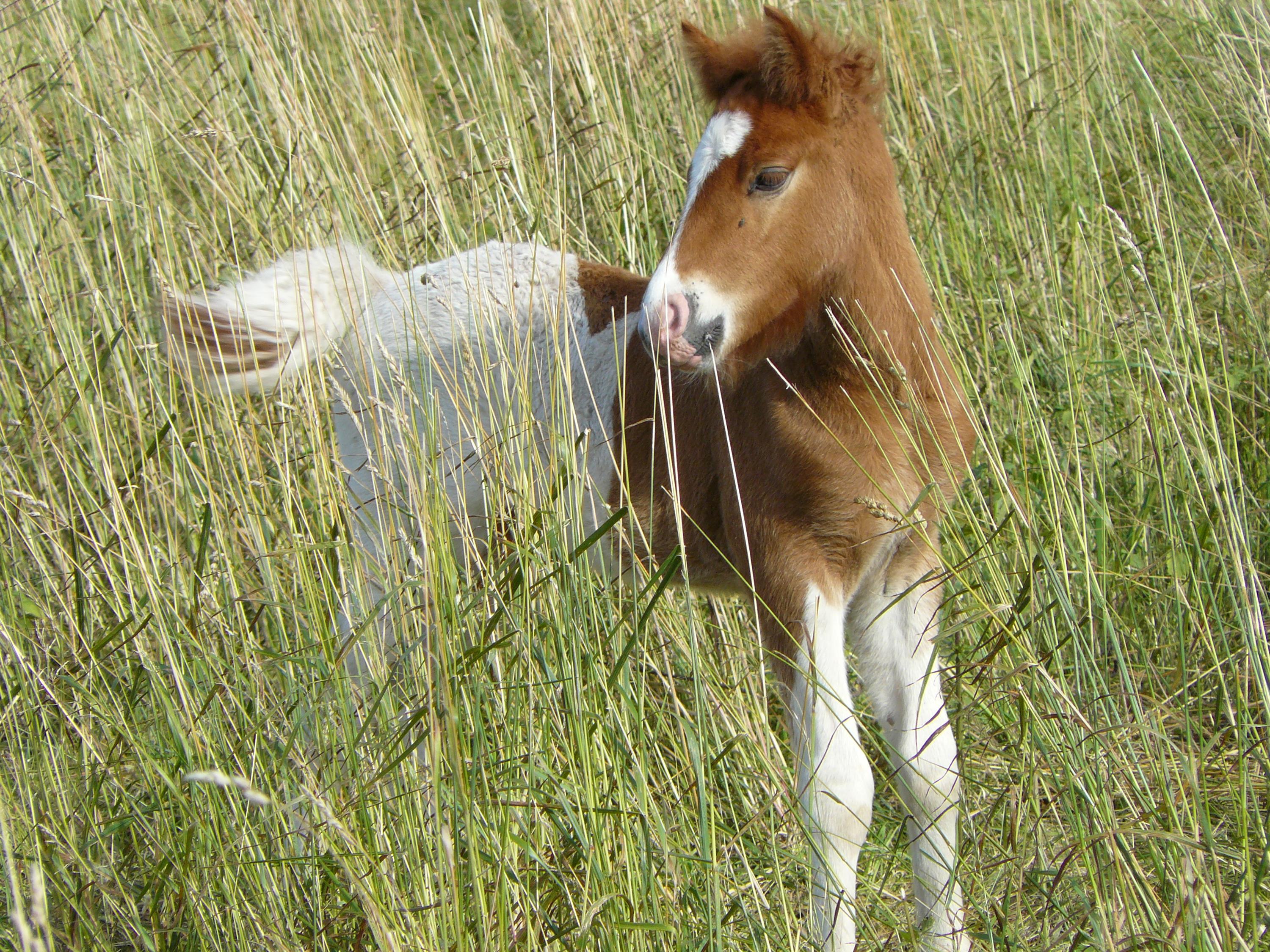 Reiten_Pferd